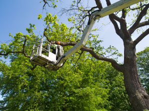 Landscaping Maintenance